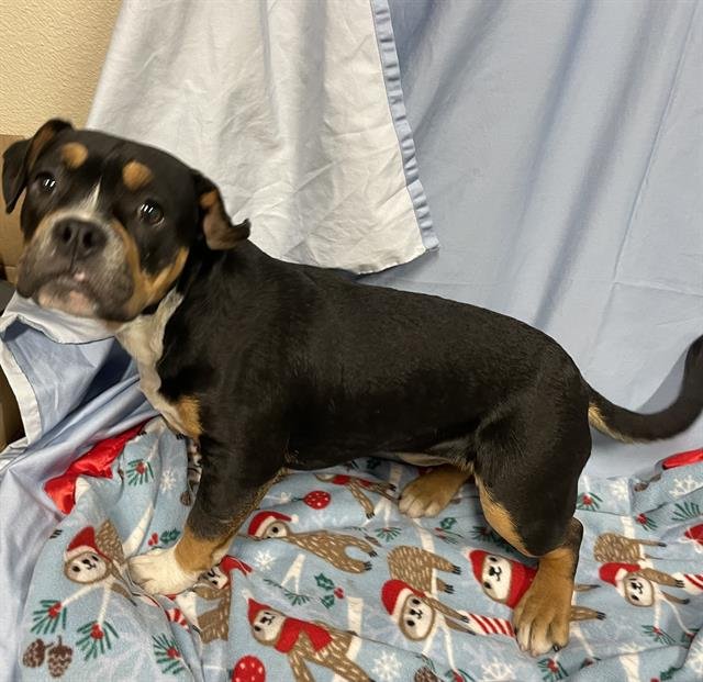 *MAE - Bulldog available for adoption