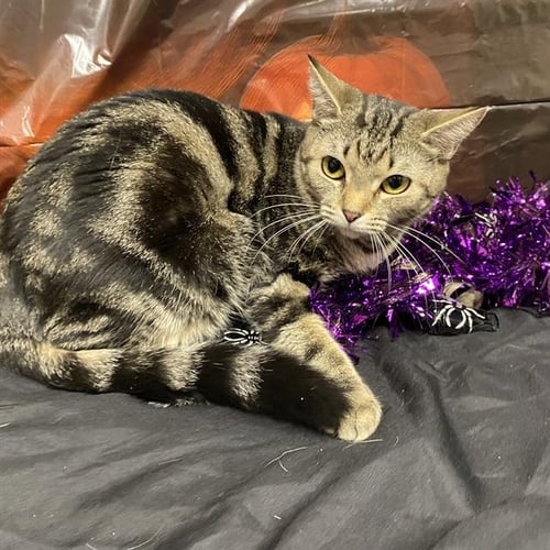 A615158 - Domestic Short Hair available for adoption