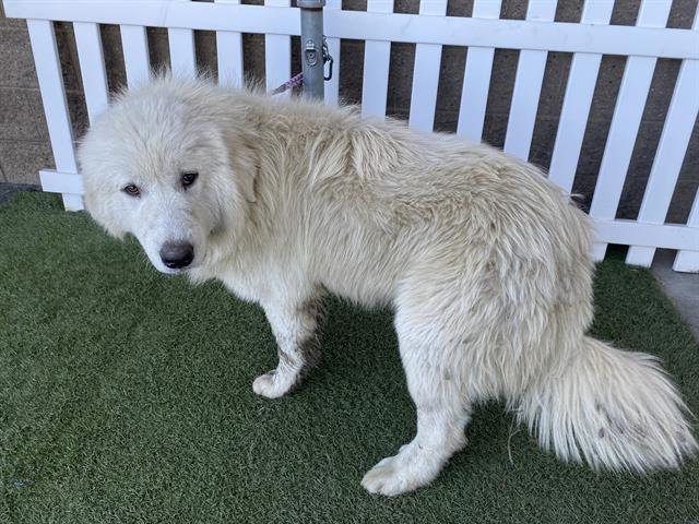 *STAY-PUFT - Great Pyrenees available for adoption
