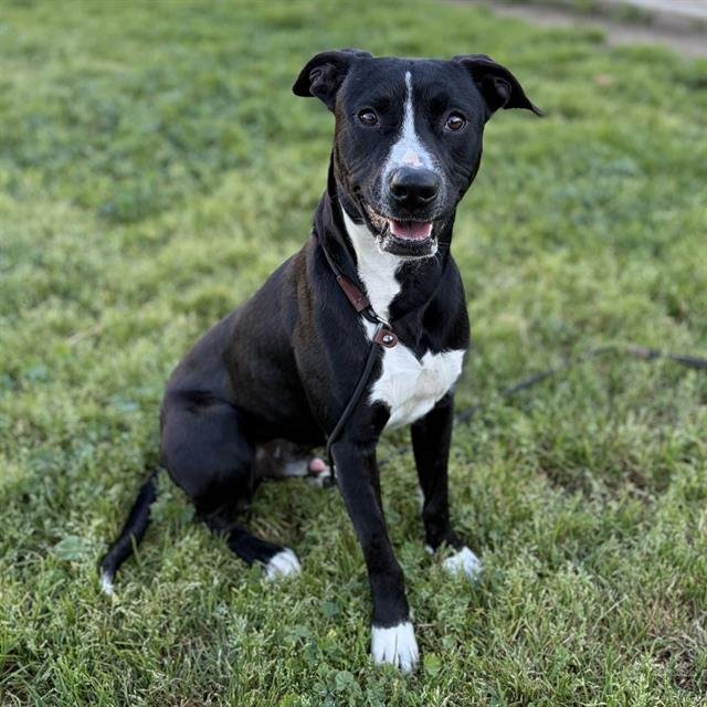 HANK - Pit Bull Terrier available for adoption