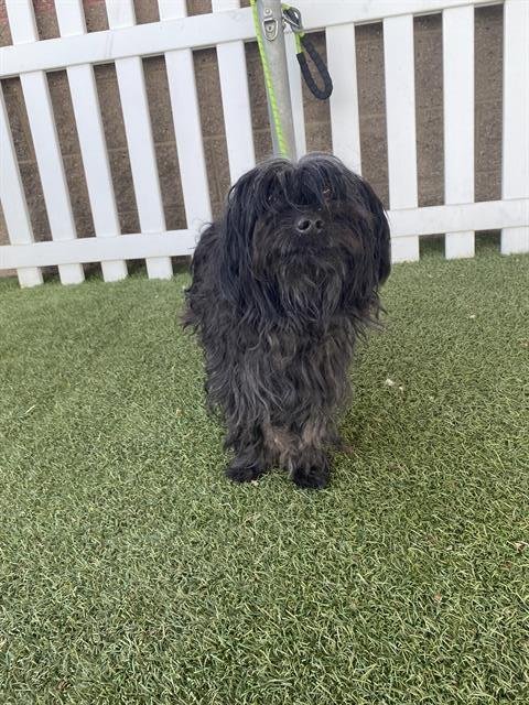 *REGGIE - Havanese available for adoption