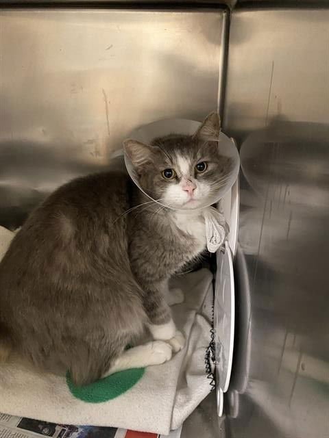 *BRISO - Domestic Long Hair available for adoption