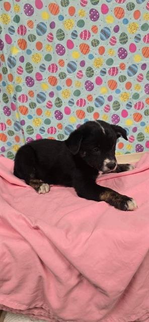 A608374 - Pit Bull Terrier available for adoption