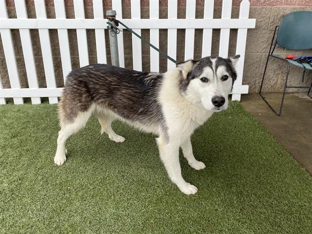 *STORMI - Siberian Husky available for adoption