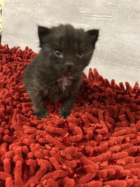 *OPOSSUM - Domestic Short Hair available for adoption