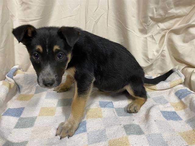 A607803 - German Shepherd Dog available for adoption