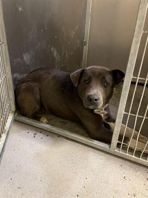 *WILSON - Labrador Retriever available for adoption