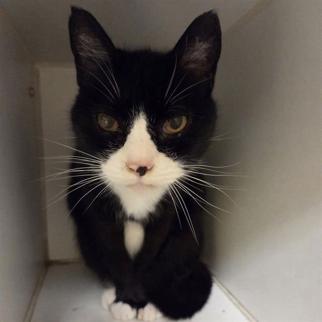 BABY - Domestic Short Hair available for adoption