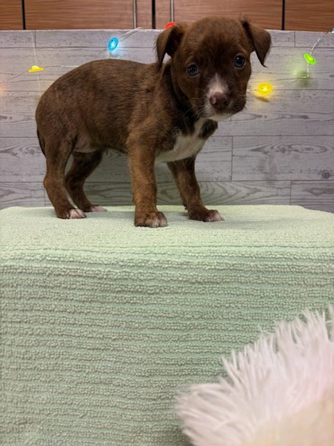 A614924 - American Pit Bull Terrier available for adoption