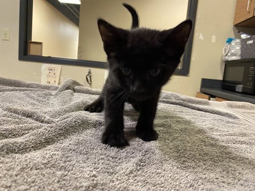 *TINY - Domestic Medium Hair for adoption in Modesto