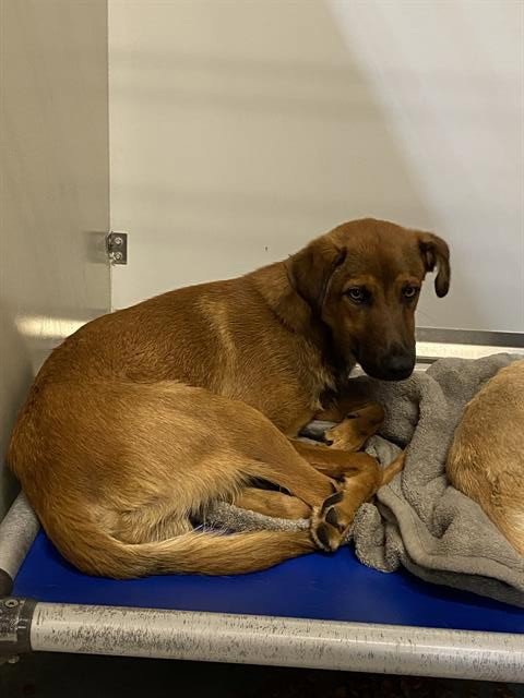 HOPPER - German Shepherd Dog for adoption in Modesto