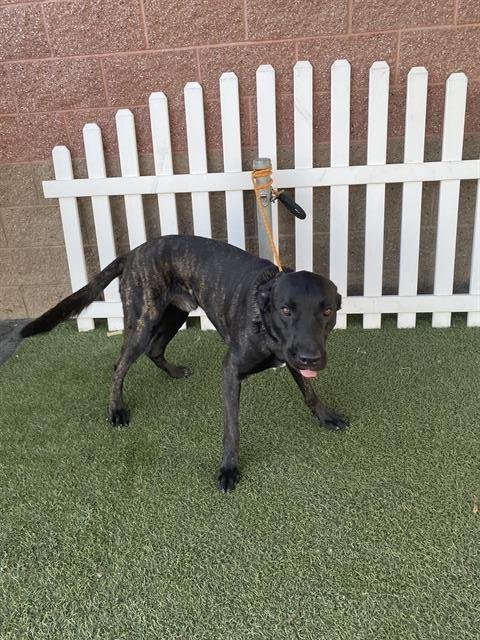 A606906 - Dutch Shepherd available for adoption