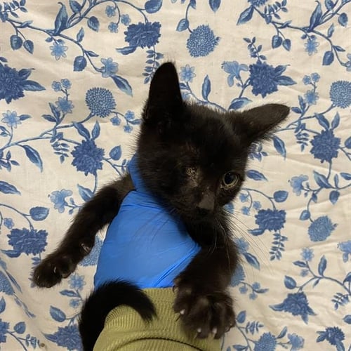 A612415 - Domestic Short Hair available for adoption