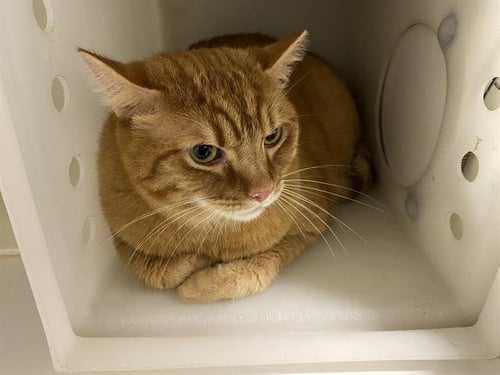 TIGER - Domestic Short Hair for adoption in Modesto