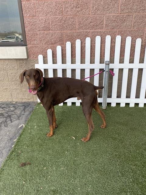 A607562 - Doberman Pinscher available for adoption