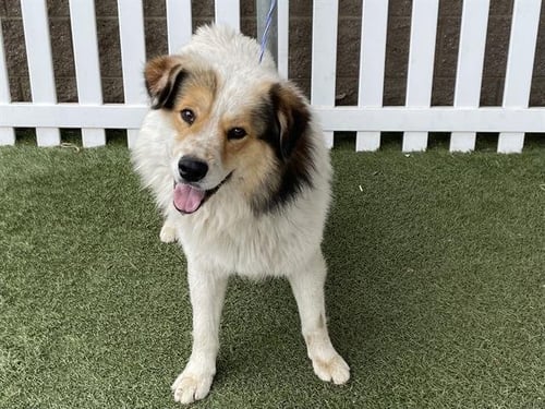*REX - Australian Shepherd available for adoption