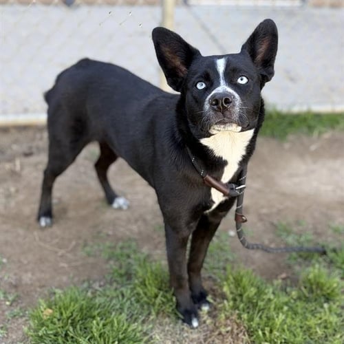 *BIRDIE - Border Collie available for adoption