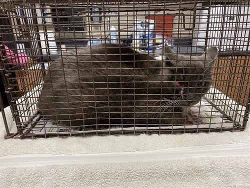 HORON - Domestic Short Hair for adoption in Modesto