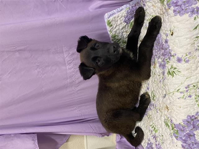 A606844 - Border Collie available for adoption