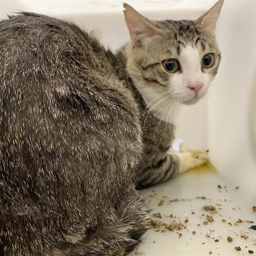 A613024 - Domestic Short Hair available for adoption