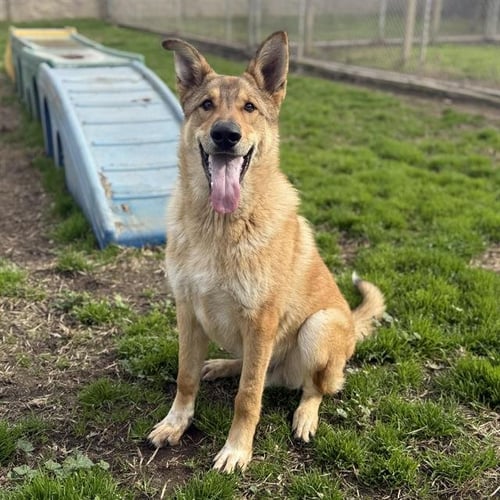 WOLFIE - German Shepherd Dog available for adoption
