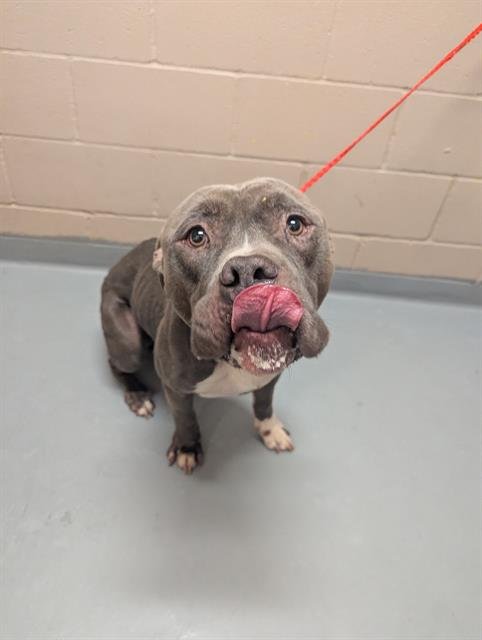 NELLIE - Pit Bull Terrier available for adoption