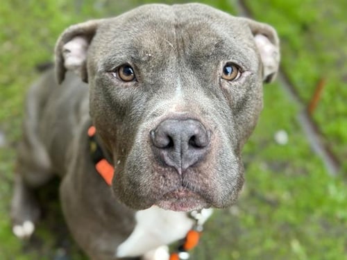 NELLIE - Pit Bull Terrier available for adoption