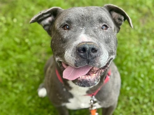 KRINGLE - Pit Bull Terrier available for adoption