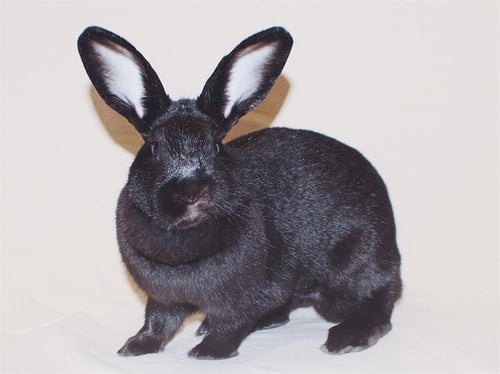 MAMA - Shorthaired Rabbit available for adoption