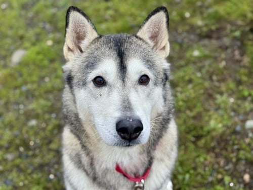 LADY - Alaskan Malamute available for adoption