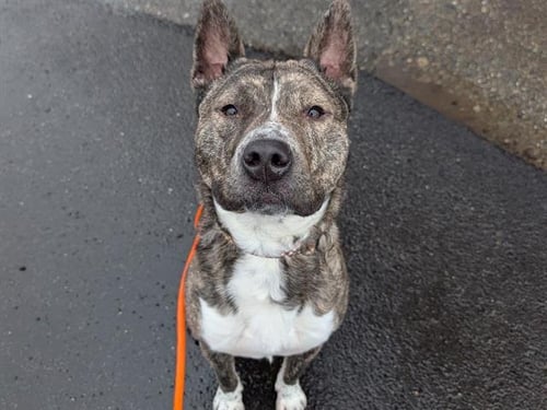 ARCHER - Pit Bull Terrier / Akita available for adoption