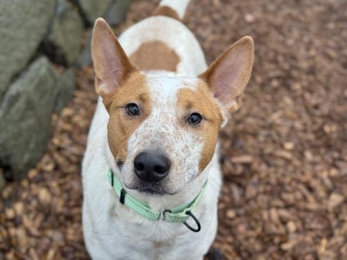 DEOGEE - Australian Cattle Dog/Blue Heeler available for adoption