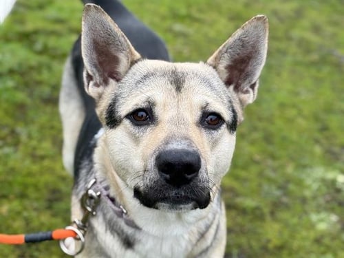 ELPHABA - German Shepherd Dog available for adoption