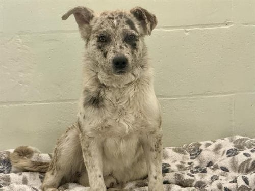 OLEANDER - Australian Shepherd available for adoption