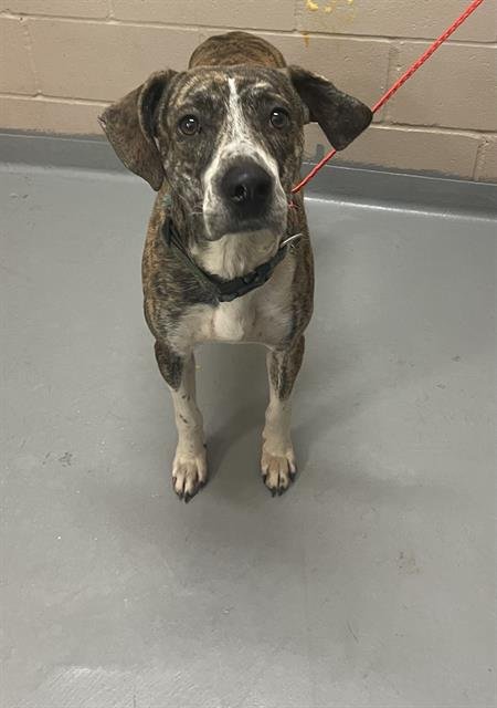 CHIP - Boxer available for adoption
