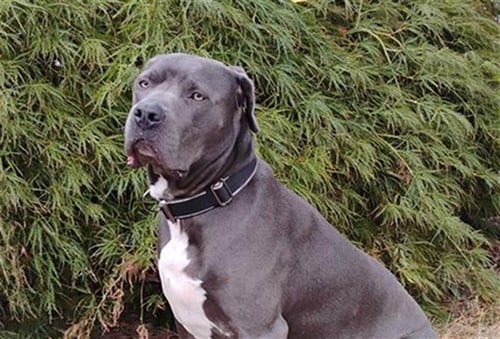 COMMANDER - Pit Bull Terrier available for adoption