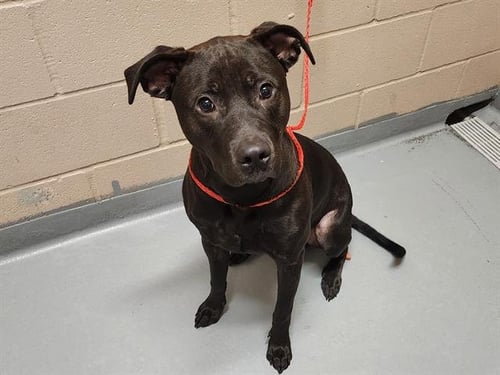 CROW - Pit Bull Terrier available for adoption