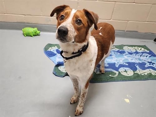 BOLT - Australian Cattle Dog/Blue Heeler available for adoption