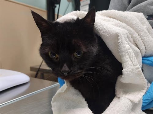 MAL - Domestic Short Hair for adoption in Seattle