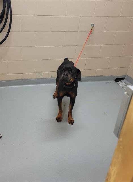 SUNNY - Rottweiler available for adoption