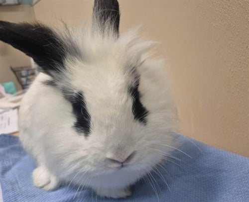 PANDY - Shorthaired Rabbit available for adoption