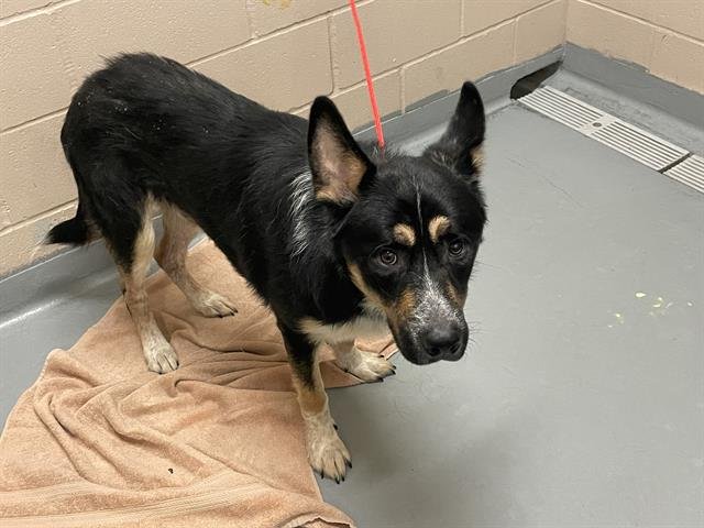 BANDIT - German Shepherd Dog available for adoption