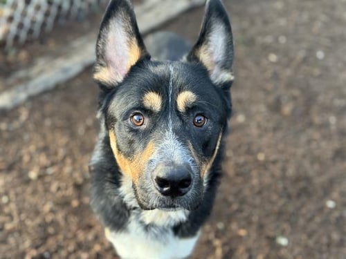 BANDIT - German Shepherd Dog available for adoption