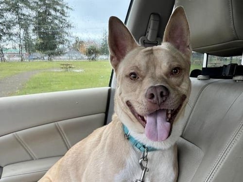 RASPUTIN - Pit Bull Terrier available for adoption