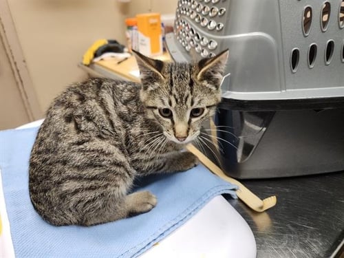 TROY - Domestic Short Hair for adoption in Seattle