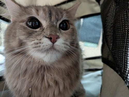 ST. HELENS - Domestic Long Hair for adoption in Seattle