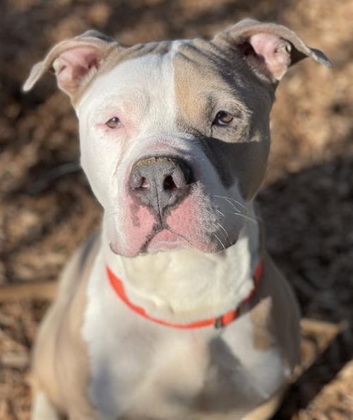 CHOPPO - Pit Bull Terrier available for adoption
