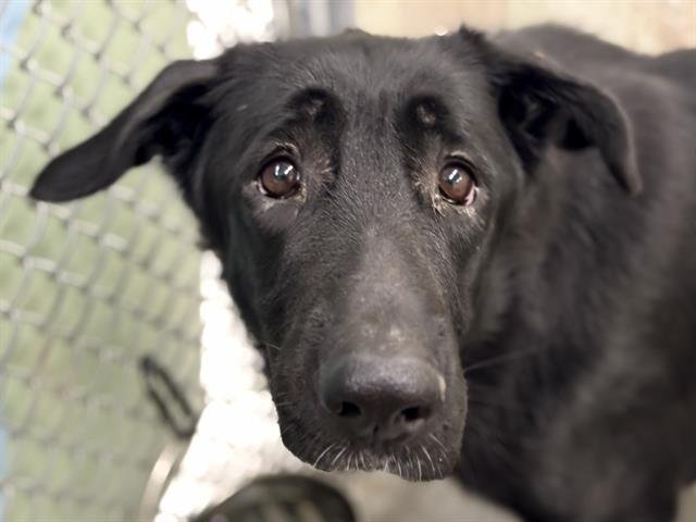 DINAH - German Shepherd Dog available for adoption