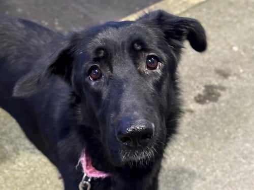 DINAH - German Shepherd Dog available for adoption