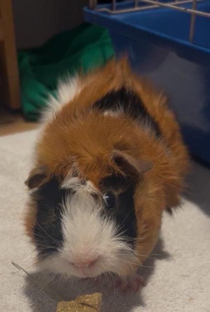 S'MORES - Guinea Pig available for adoption